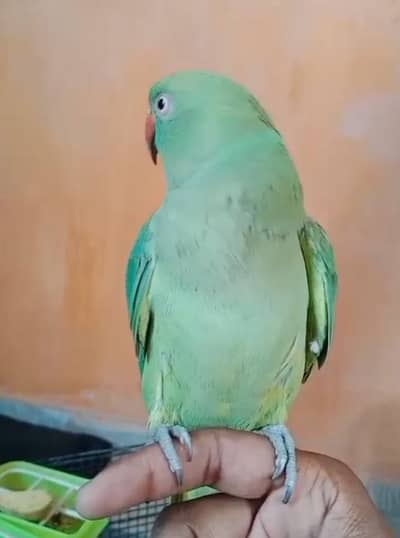 ring neck talking breeder femele