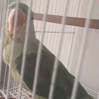 Raw female for sale 03115710451