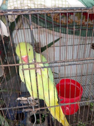 breeding Male female parrot  looking new home