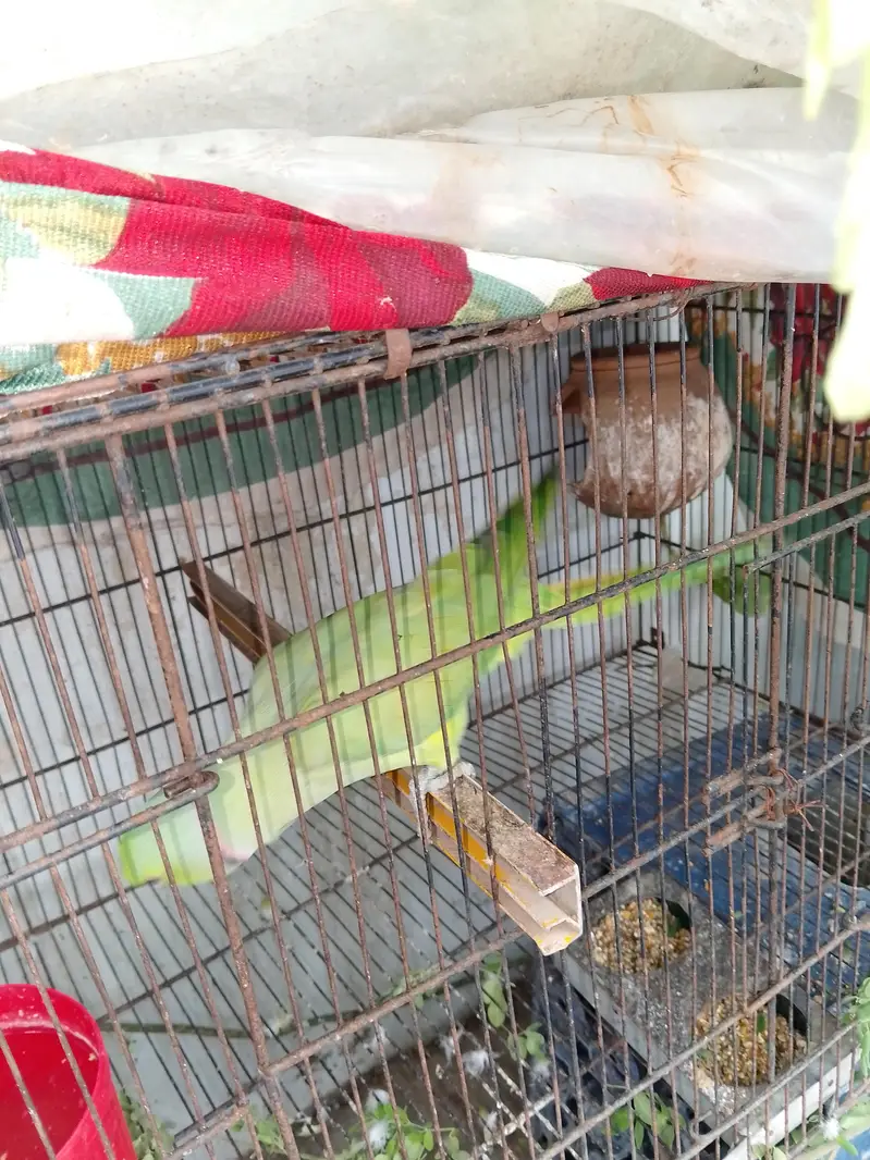 breeding Male female parrot  looking new home — photo 2