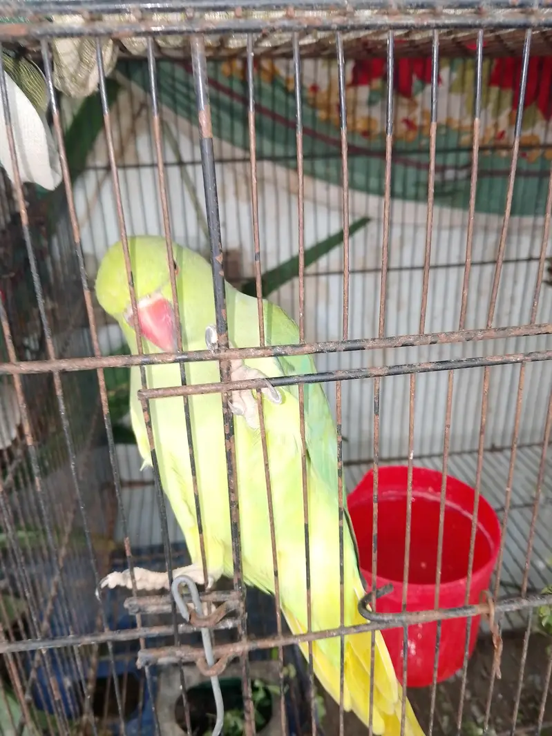 breeding Male female parrot  looking new home — photo 3
