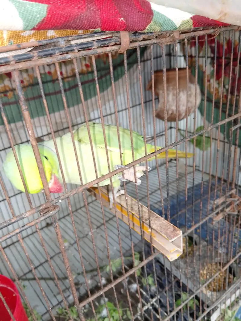breeding Male female parrot  looking new home — photo 4