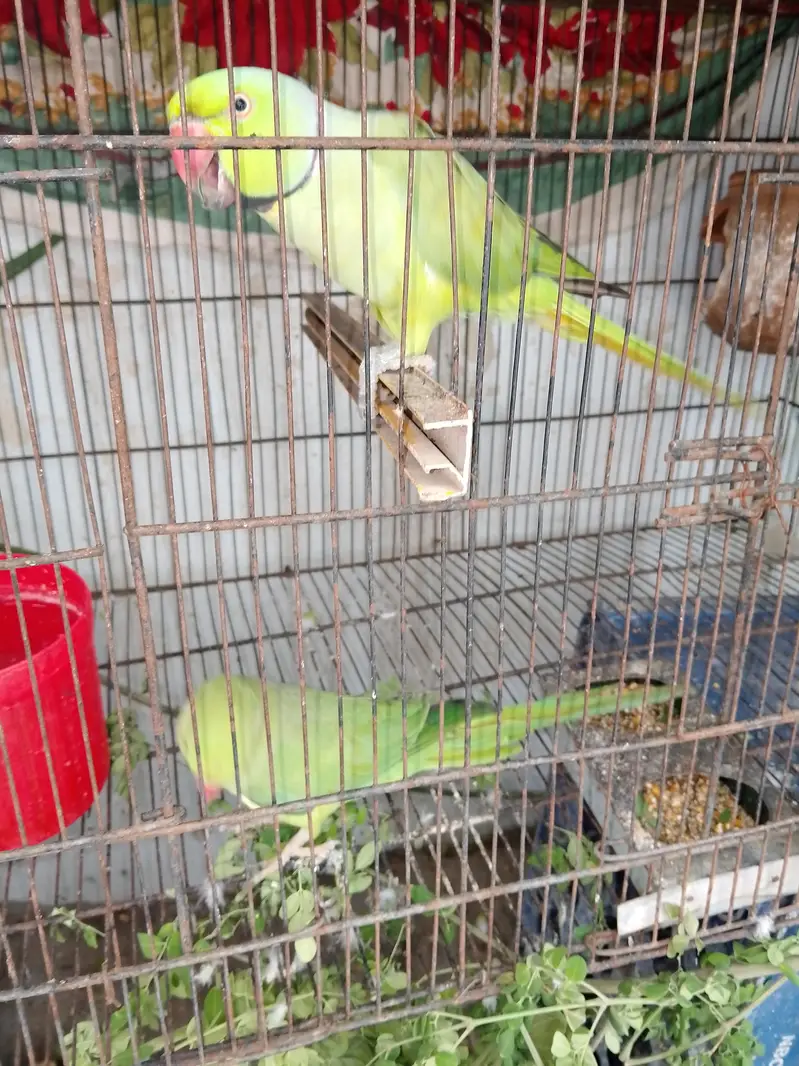breeding Male female parrot  looking new home — photo 5