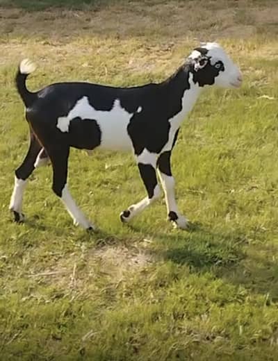 Quality Teddy Goat
