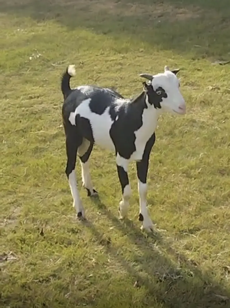 Quality Teddy Goat — photo 2