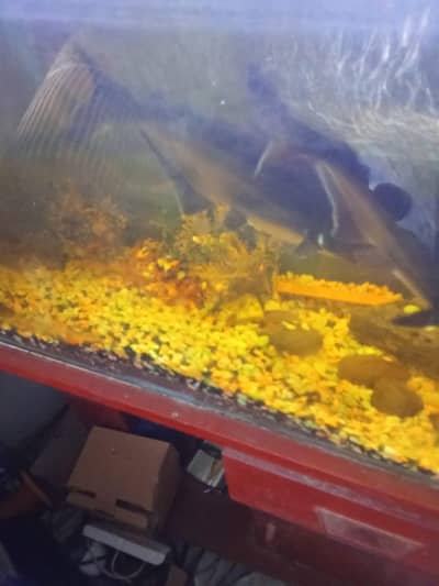 blue line shark fish with aquirum