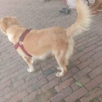 Golden Retriever Female For Sale