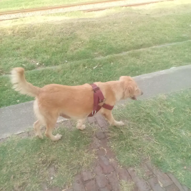 Golden Retriever Female For Sale — photo 2