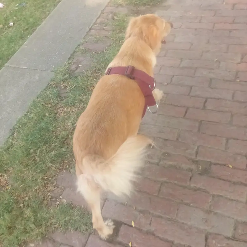 Golden Retriever Female For Sale — photo 3