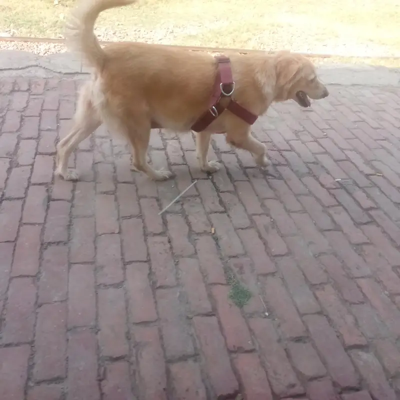 Golden Retriever Female For Sale — photo 4