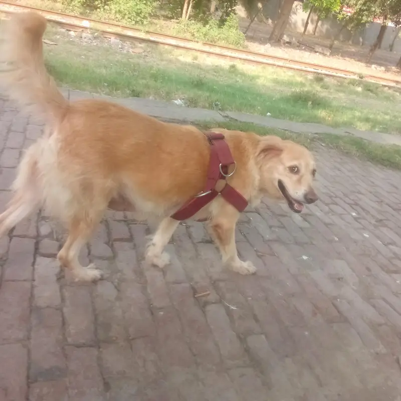 Golden Retriever Female For Sale — photo 5