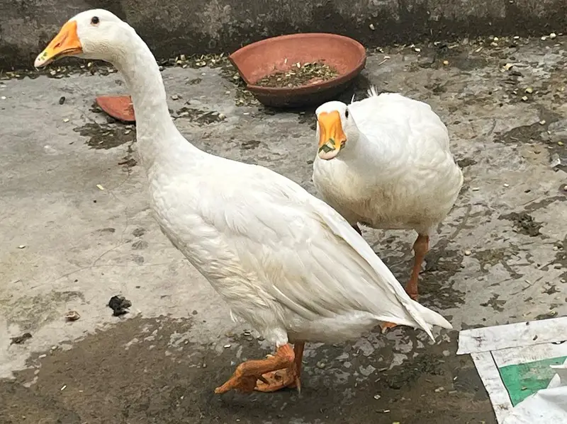 Pure  White long neck duck adult — photo 2