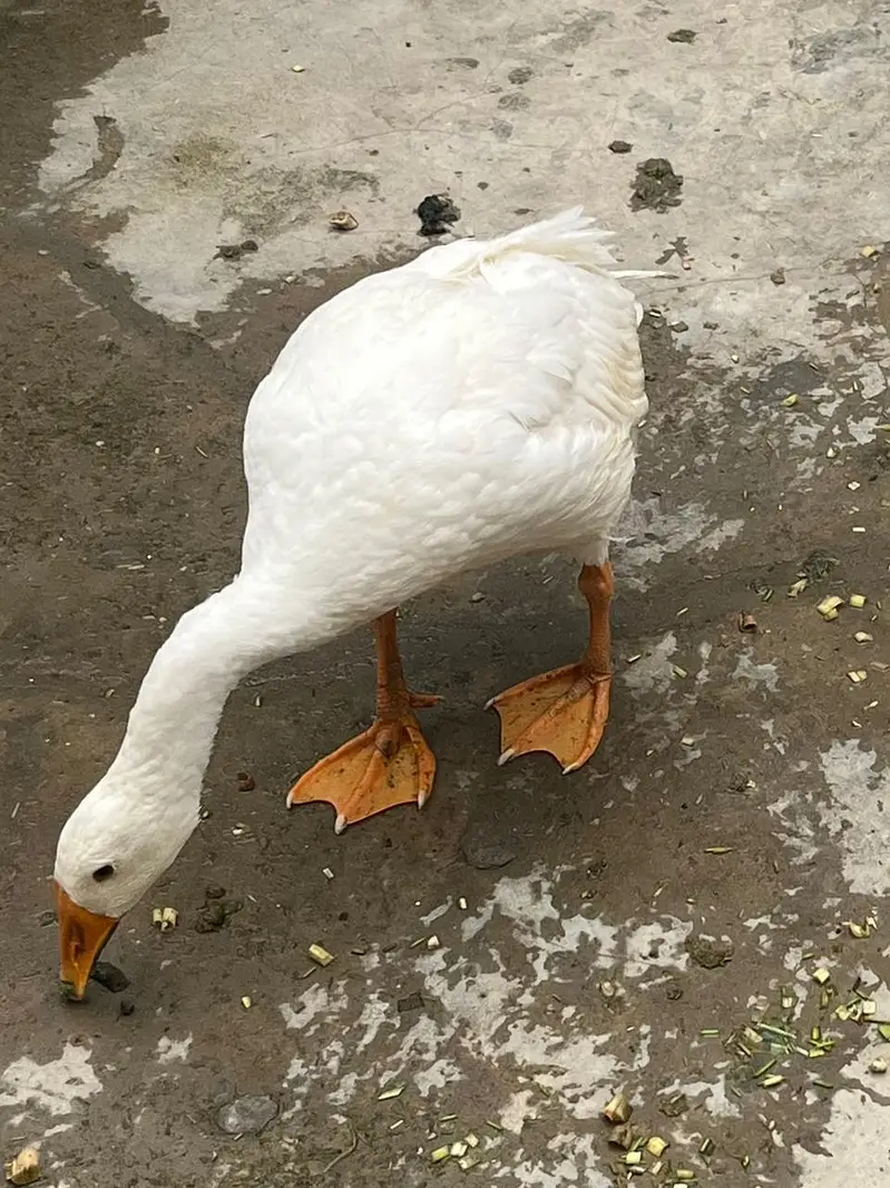 Pure  White long neck duck adult — photo 4