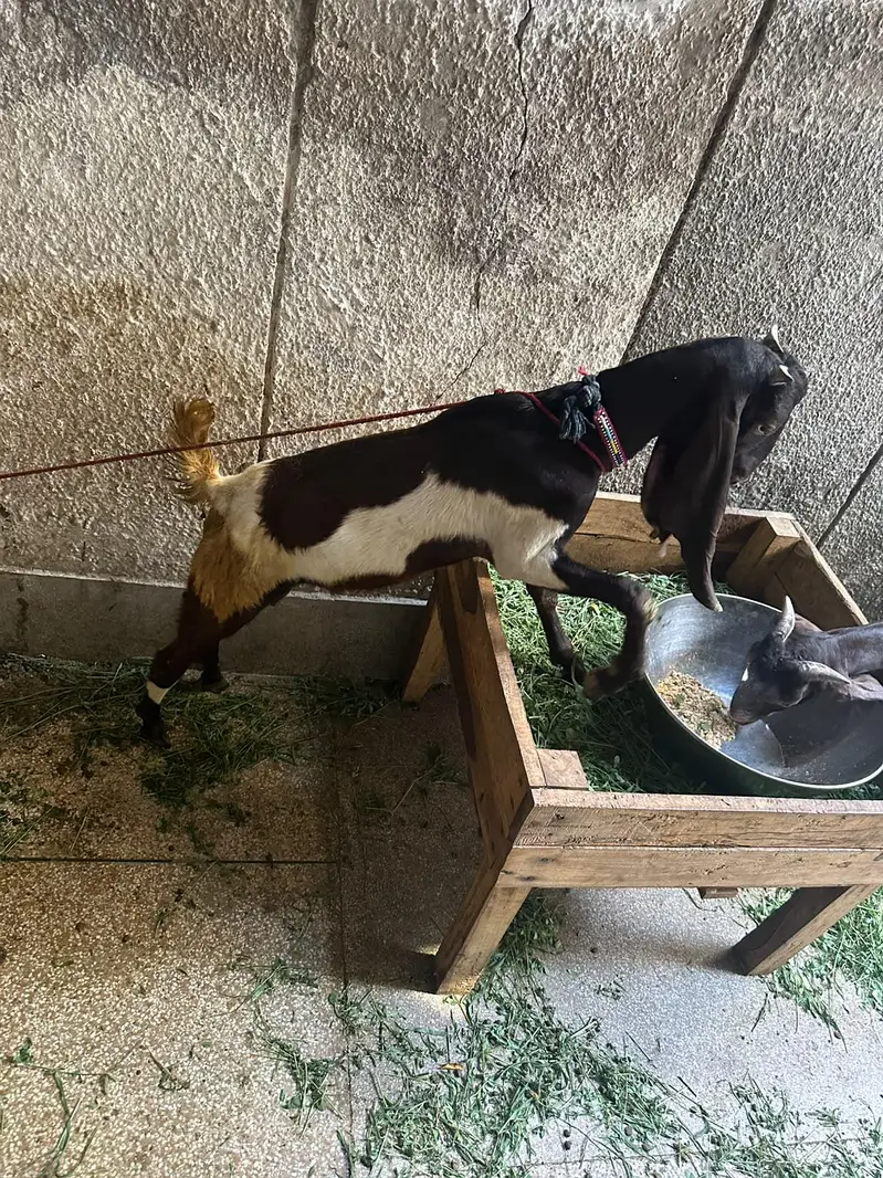 Dasi Bakra for sale — photo 2