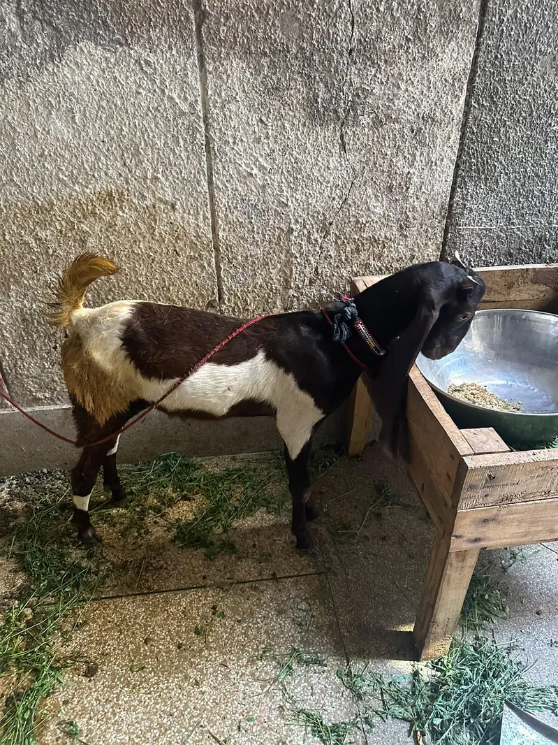 Dasi Bakra for sale — photo 3