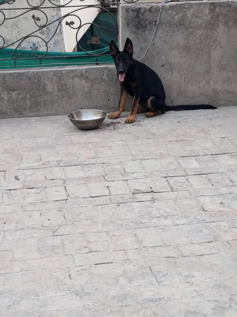 German shepherd female puppy — photo 2