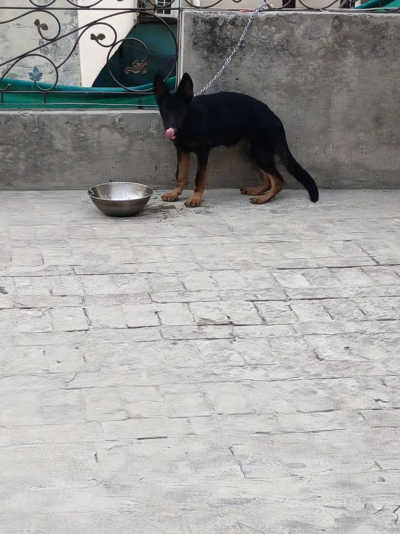 German shepherd female puppy — photo 3