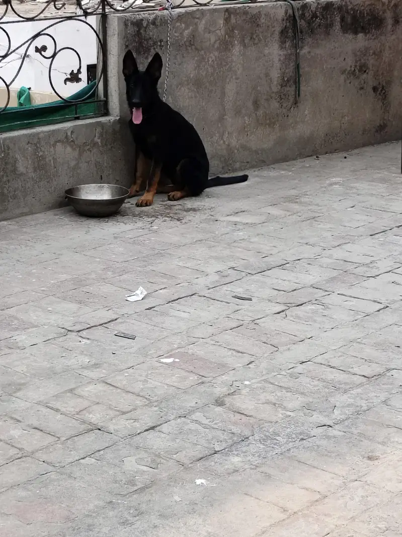 German shepherd female puppy — photo 4