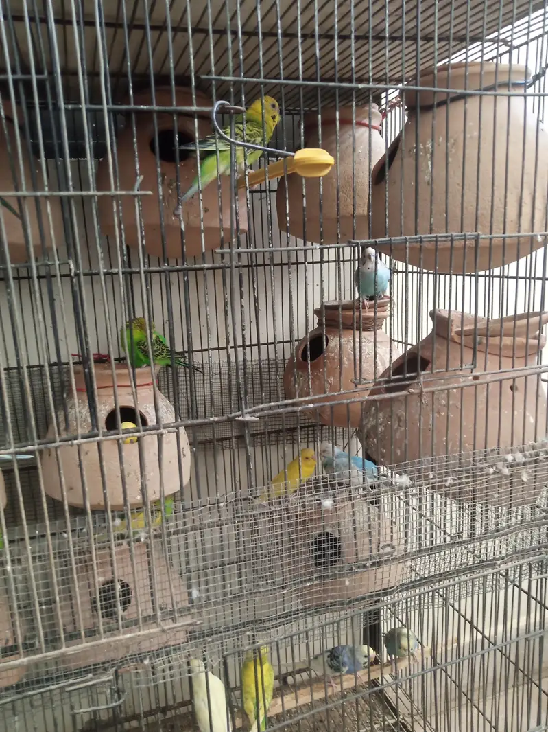 fisher and Asturian parrot — photo 2