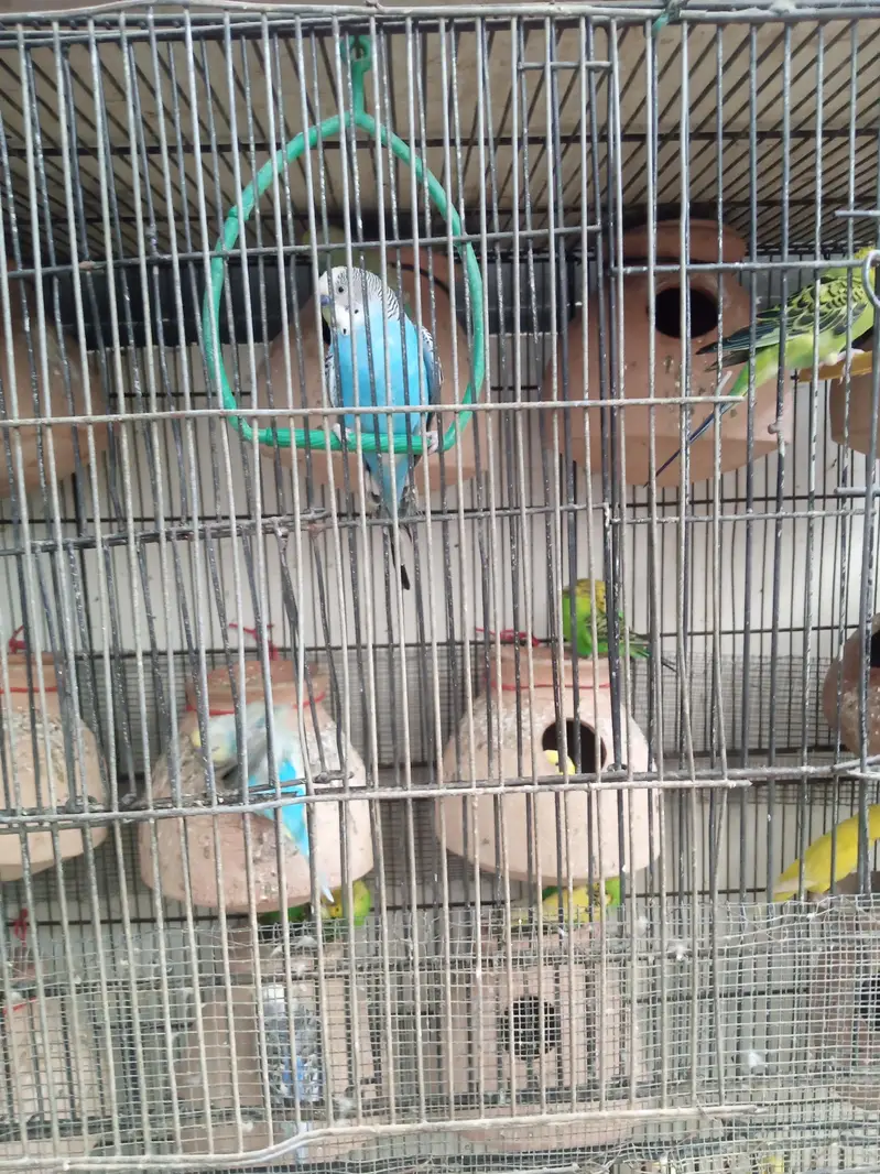 fisher and Asturian parrot — photo 3
