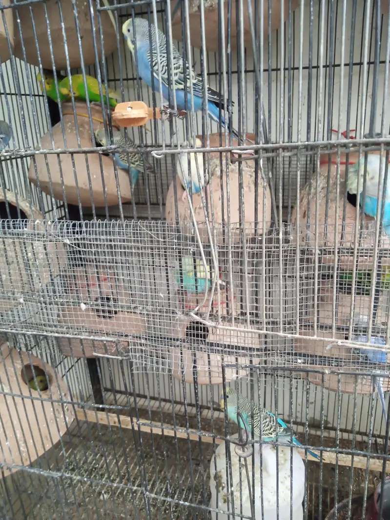 fisher and Asturian parrot — photo 4