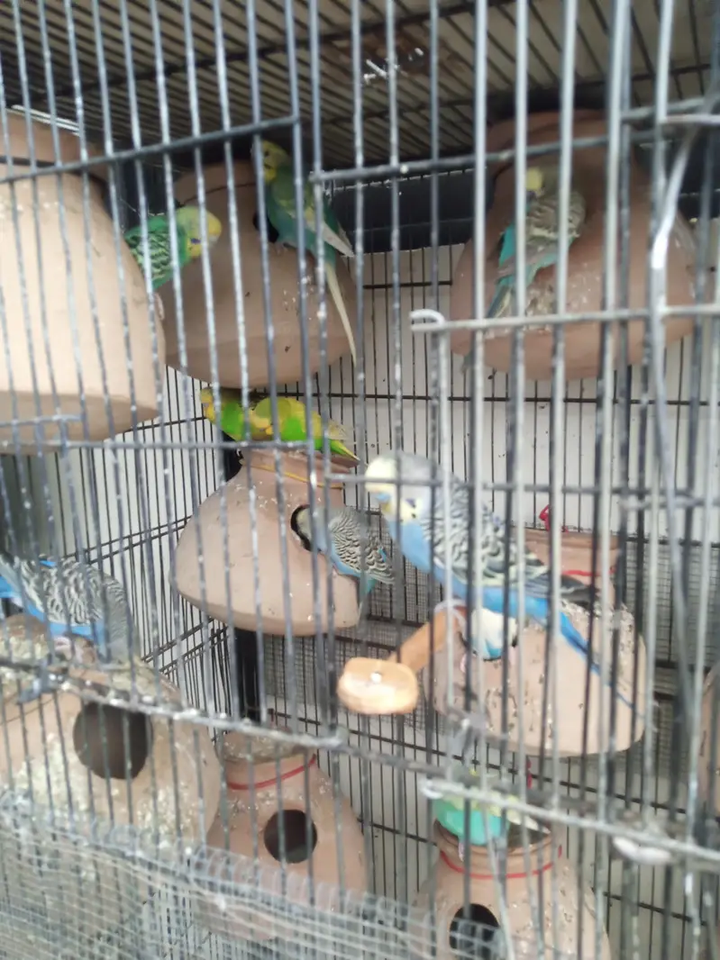 fisher and Asturian parrot — photo 5