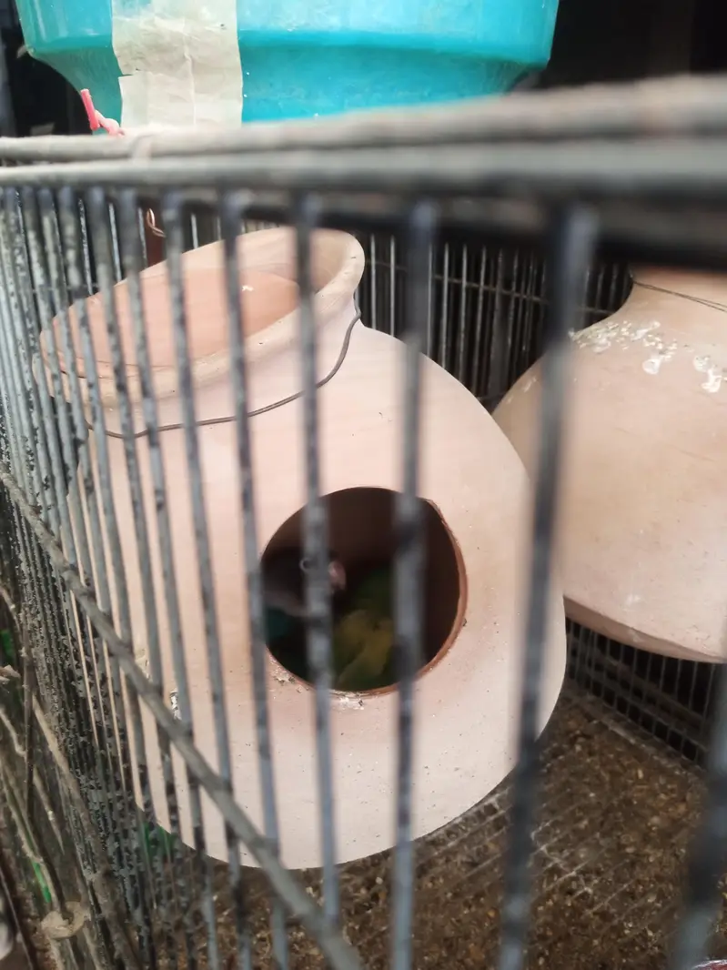 fisher and Asturian parrot — photo 8