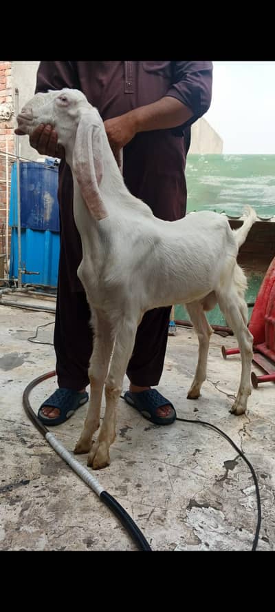 gulabi Rajan Puri Bakra and bakri for sale