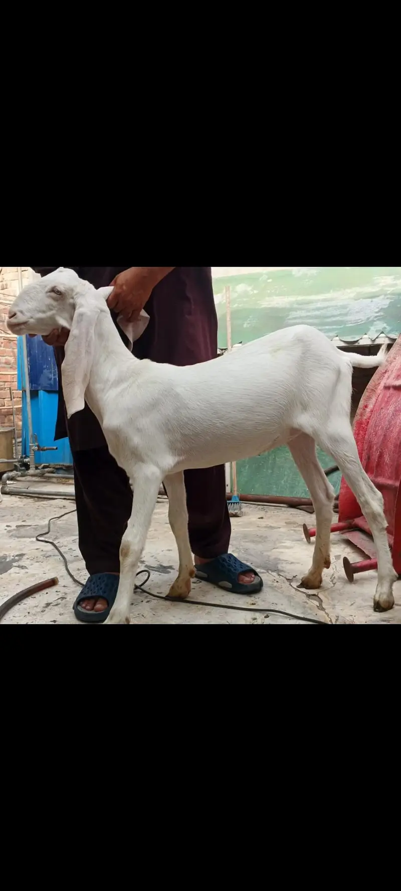 gulabi Rajan Puri Bakra and bakri for sale — photo 2
