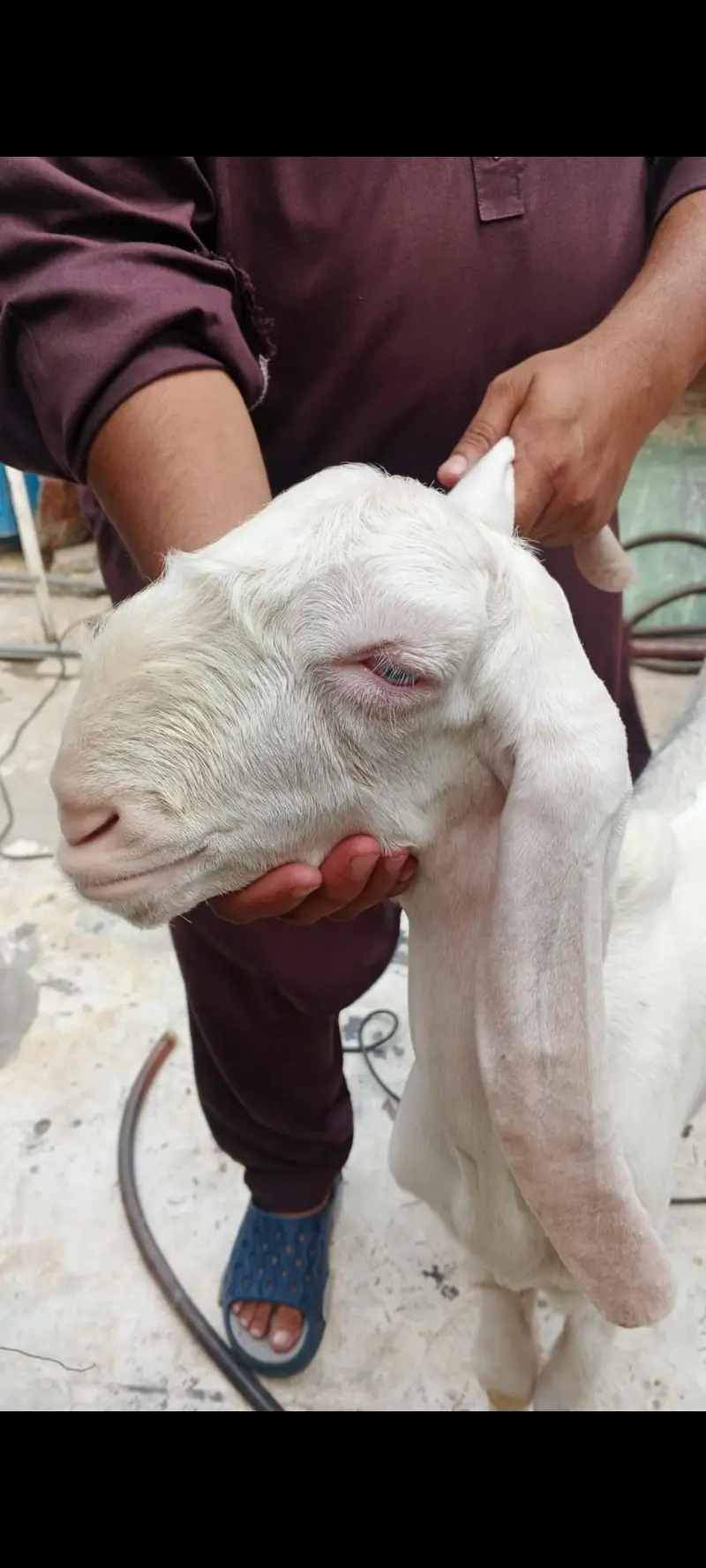 gulabi Rajan Puri Bakra and bakri for sale — photo 3