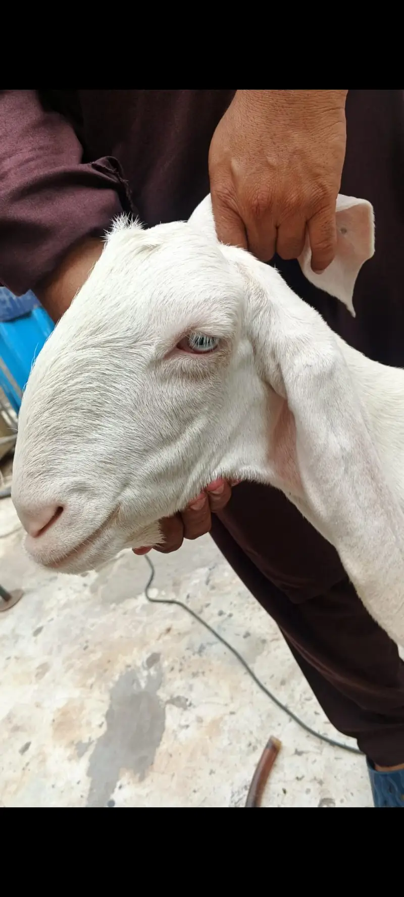 gulabi Rajan Puri Bakra and bakri for sale — photo 4