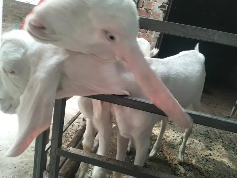 gulabi Rajan Puri Bakra and bakri for sale — photo 6