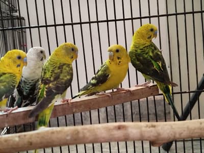 black wing breeder pair available