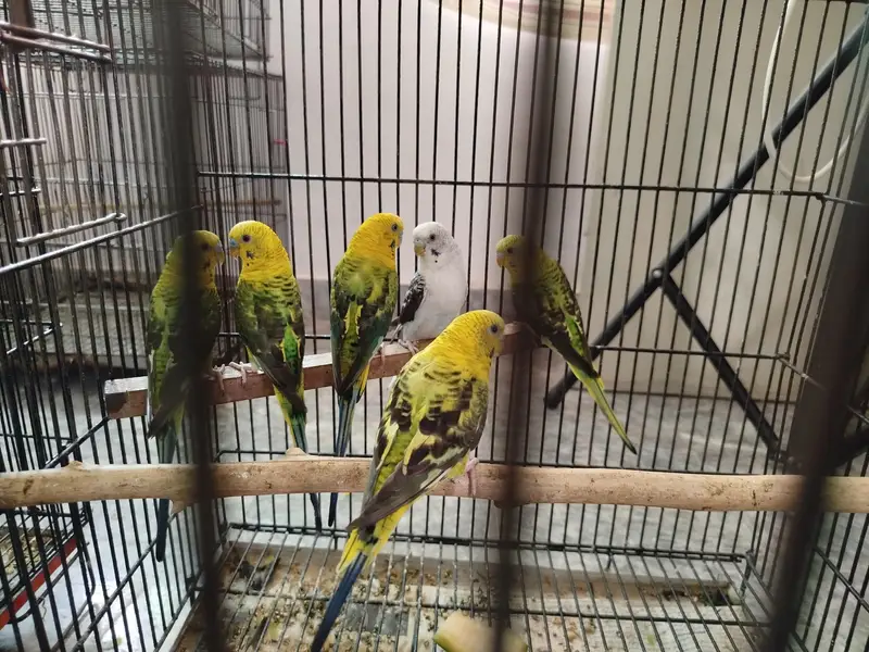 black wing breeder pair available — photo 2