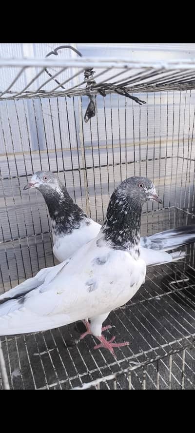 Breeding setup For sale