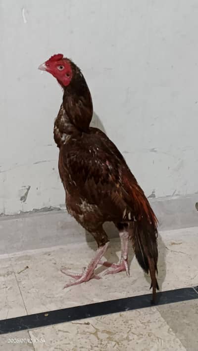 aseel Bird