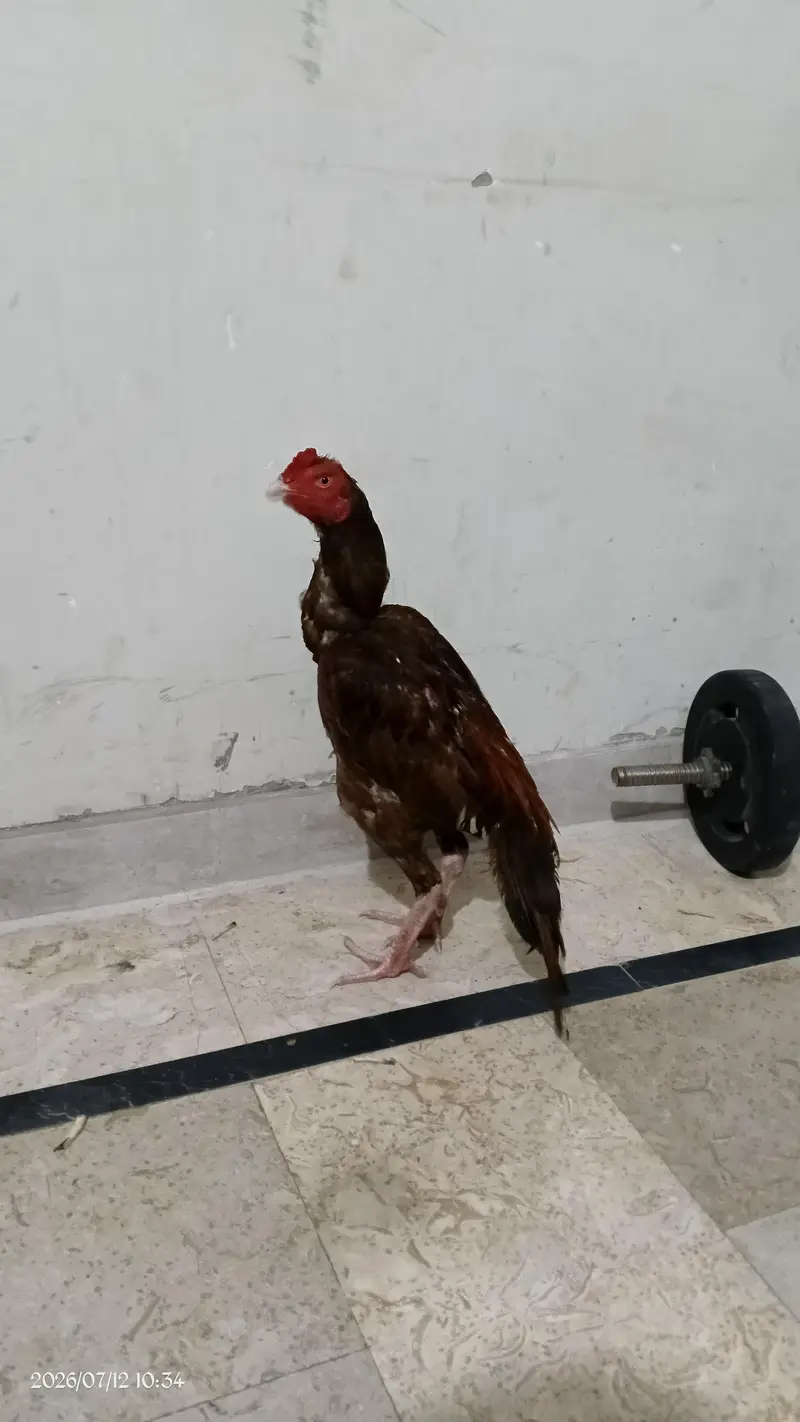 aseel Bird — photo 3