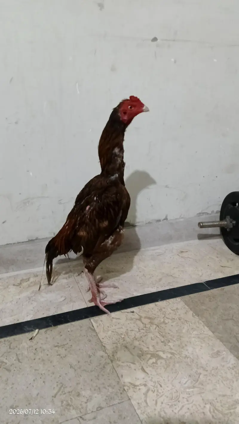 aseel Bird — photo 5