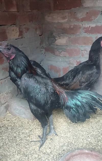 thai dragon pair