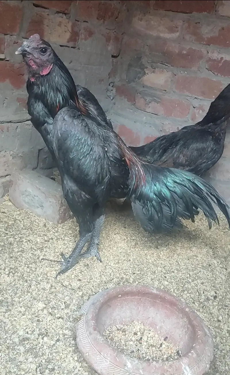 thai dragon pair — photo 2