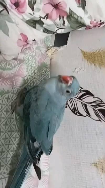 blue ring neck 3 month