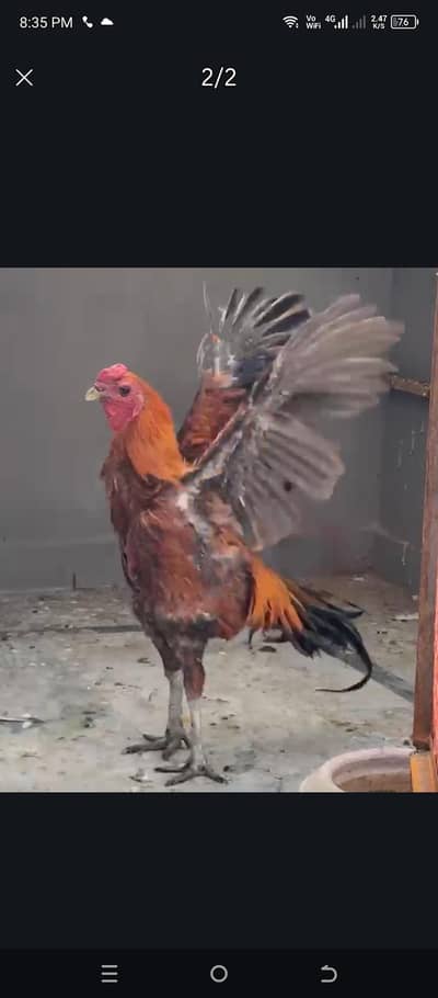 aseel muga for sale