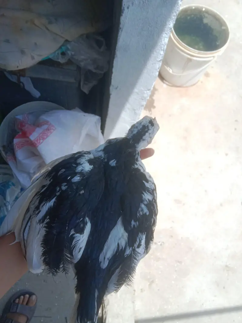 aseel pair (03359426329) — photo 4