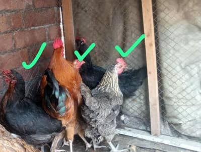 golden  egg laying. gurantee
