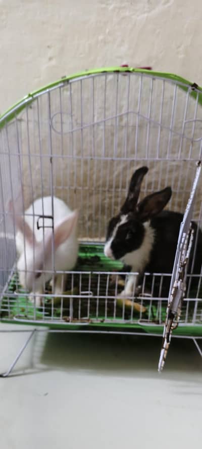 Rabbit Black Male White Female