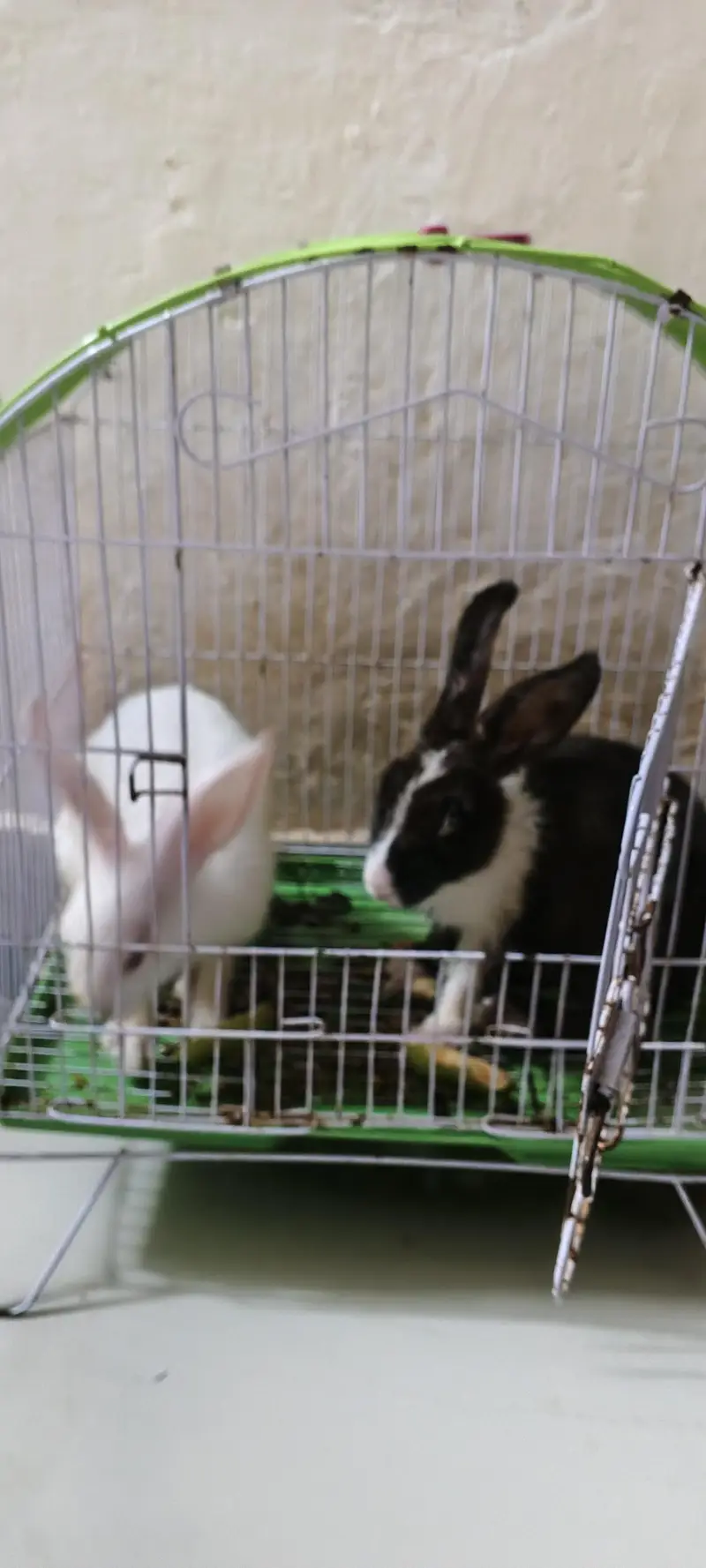 Rabbit Black Male White Female
