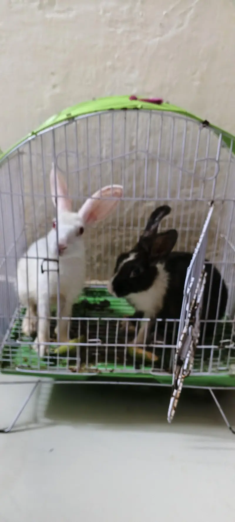 Rabbit Black Male White Female — photo 2