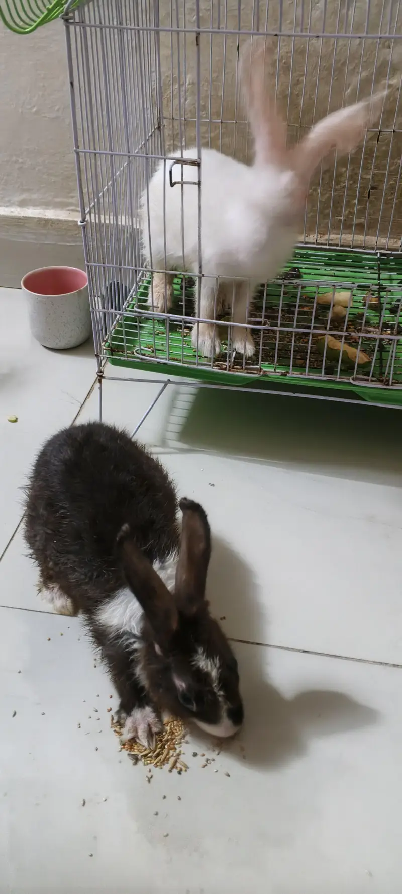 Rabbit Black Male White Female — photo 4