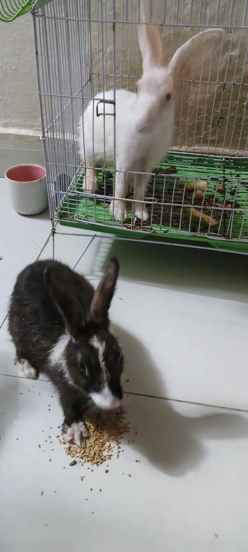 Rabbit Black Male White Female — photo 5
