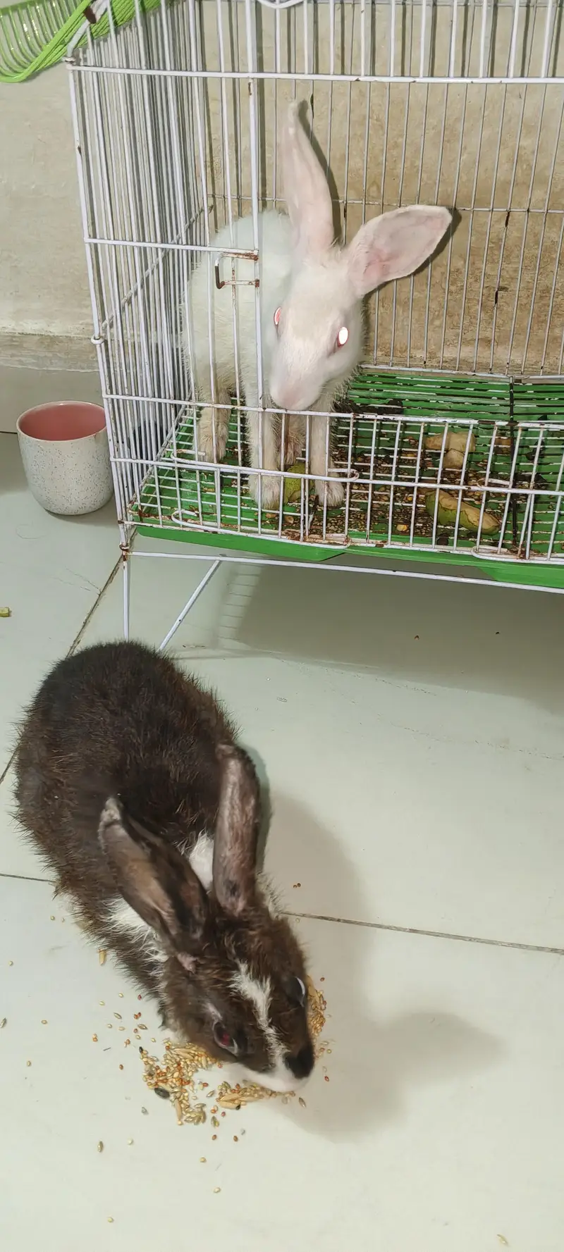 Rabbit Black Male White Female — photo 6